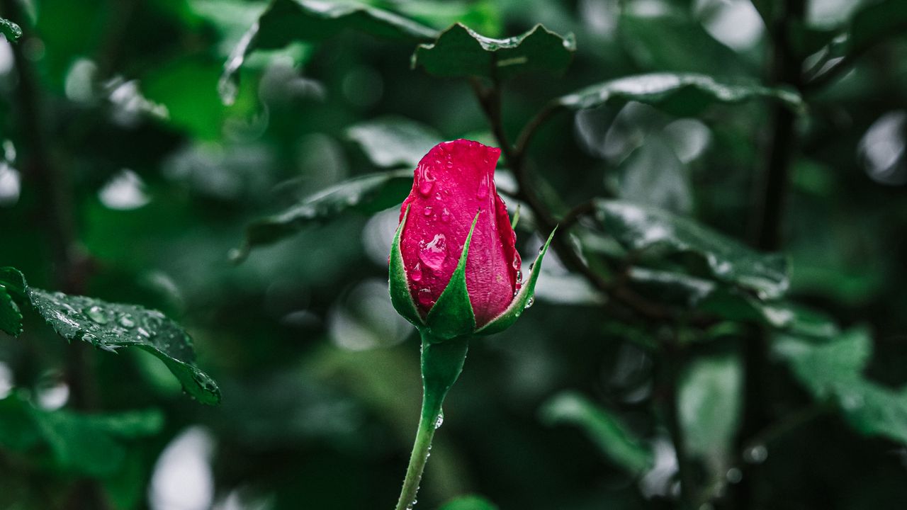 Wallpaper rose, flower, bloom, drops, wet
