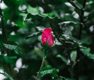 Preview wallpaper rose, flower, bloom, drops, wet