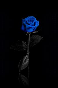 Preview wallpaper rose, flower, blue, net, reflect
