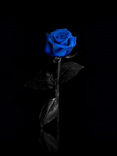 Download wallpaper 240x320 rose, flower, blue, net, reflect old mobile,  cell phone, smartphone hd background