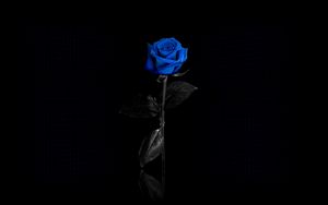 Preview wallpaper rose, flower, blue, net, reflect