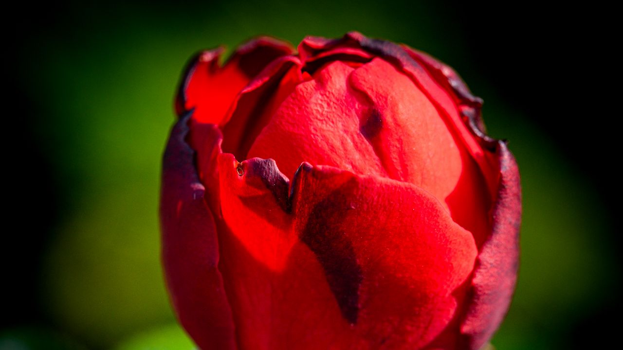 Wallpaper rose, flower, blur, red, bud