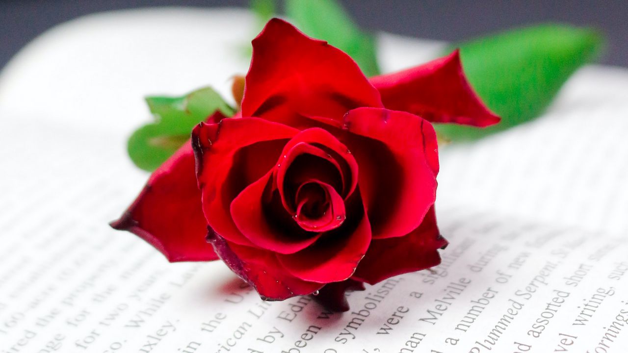 Wallpaper rose, flower, book, red