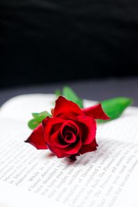 Preview wallpaper rose, flower, book, red