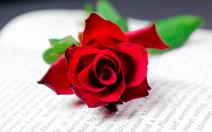 Preview wallpaper rose, flower, book, red