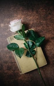 Preview wallpaper rose, flower, book, aesthetics