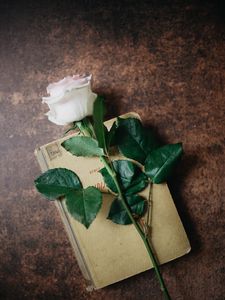 Preview wallpaper rose, flower, book, aesthetics