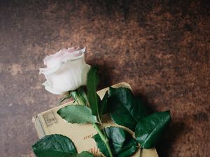 Preview wallpaper rose, flower, book, aesthetics