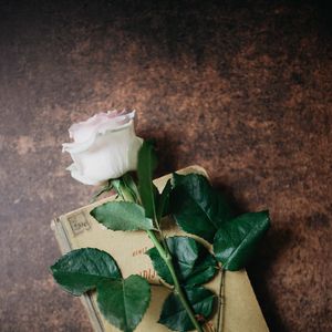 Preview wallpaper rose, flower, book, aesthetics