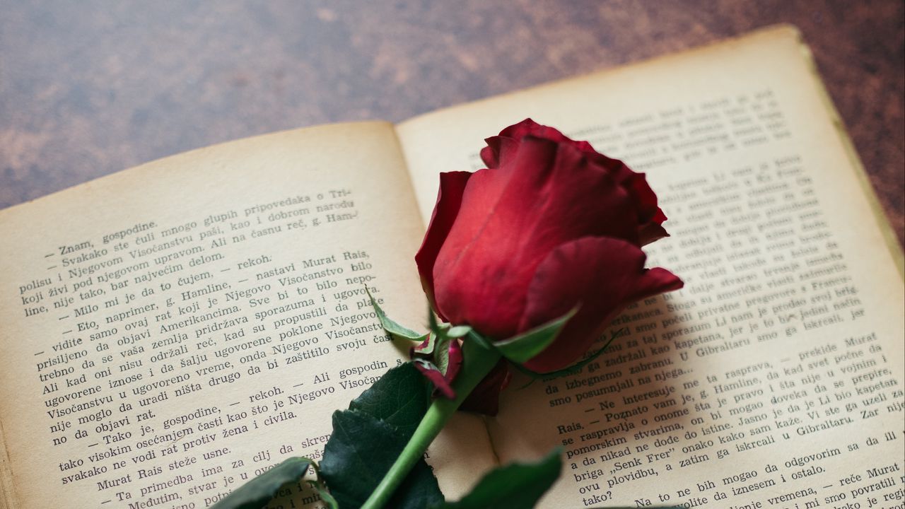 Wallpaper rose, flower, book, pages