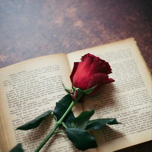 Preview wallpaper rose, flower, book, pages