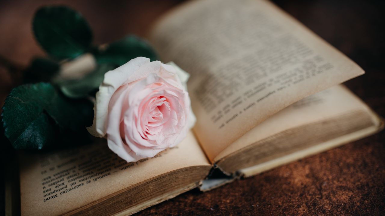 Wallpaper rose, flower, book, pink, aesthetics
