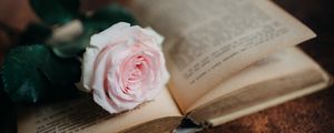 Preview wallpaper rose, flower, book, pink, aesthetics