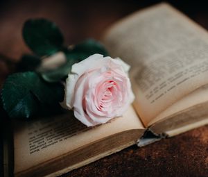 Preview wallpaper rose, flower, book, pink, aesthetics
