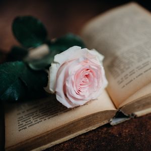 Preview wallpaper rose, flower, book, pink, aesthetics