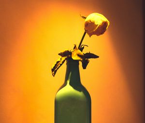 Preview wallpaper rose, flower, bottle, inscription, light