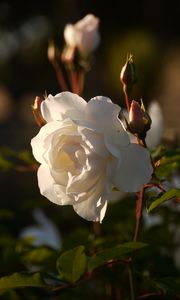 Preview wallpaper rose, flower, bud, petals, macro, leaves