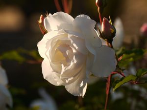 Preview wallpaper rose, flower, bud, petals, macro, leaves