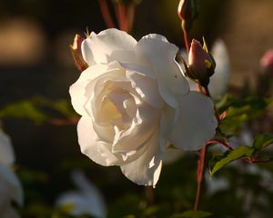 Preview wallpaper rose, flower, bud, petals, macro, leaves