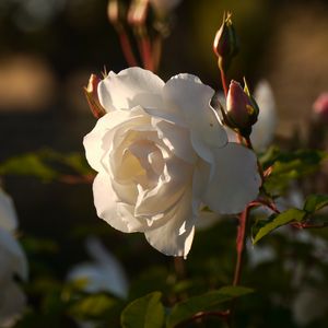 Preview wallpaper rose, flower, bud, petals, macro, leaves