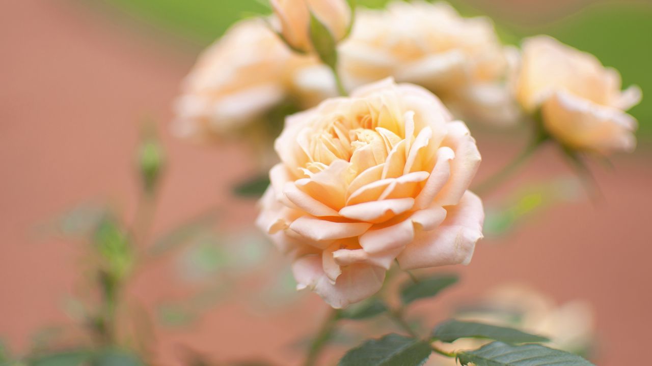Wallpaper rose, flower, bud, close-up, blurred