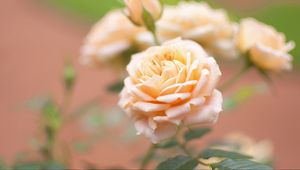 Preview wallpaper rose, flower, bud, close-up, blurred