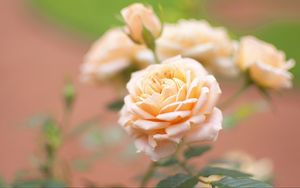 Preview wallpaper rose, flower, bud, close-up, blurred