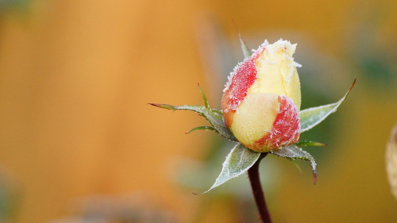 Wallpaper rose, flower, bud, frost