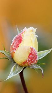 Preview wallpaper rose, flower, bud, frost