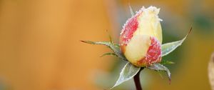 Preview wallpaper rose, flower, bud, frost