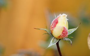 Preview wallpaper rose, flower, bud, frost