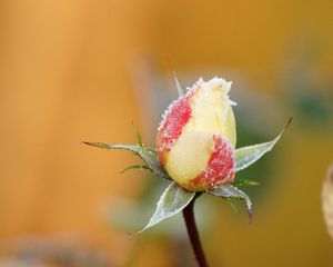 Preview wallpaper rose, flower, bud, frost