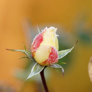 Preview wallpaper rose, flower, bud, frost