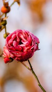 Preview wallpaper rose, flower, bud, close-up