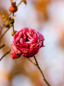 Preview wallpaper rose, flower, bud, close-up