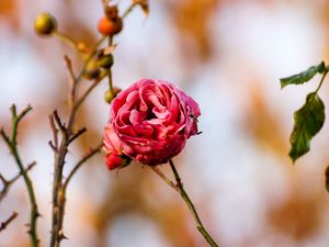 Preview wallpaper rose, flower, bud, close-up