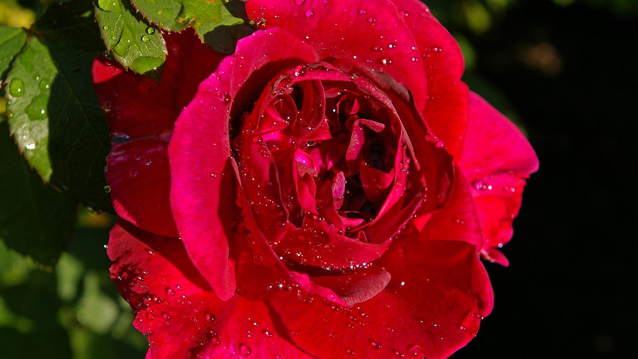 Wallpaper rose, flower, bud, drops