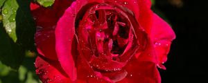 Preview wallpaper rose, flower, bud, drops
