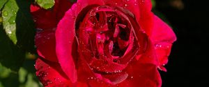 Preview wallpaper rose, flower, bud, drops