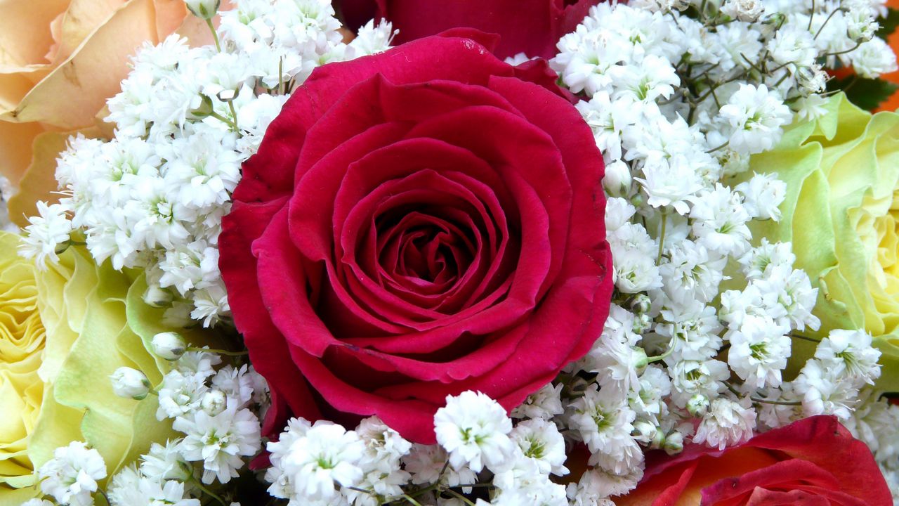 Wallpaper rose, flower, bud, bouquet, decoration
