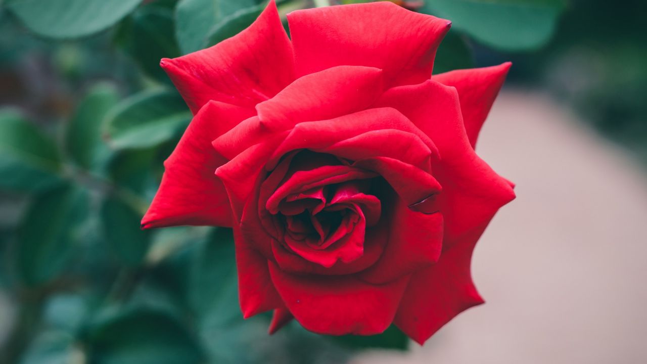 Wallpaper rose, flower, bud, red, bush