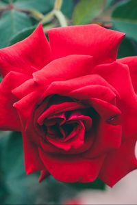 Preview wallpaper rose, flower, bud, red, bush