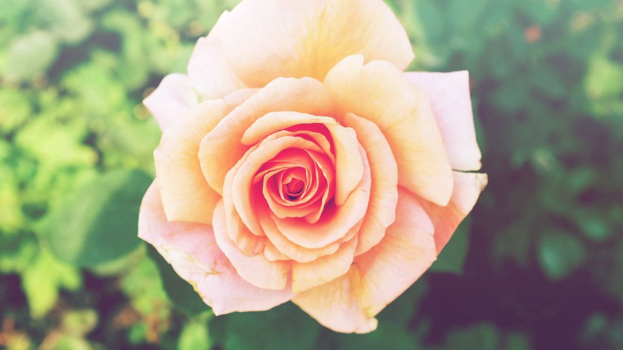 Wallpaper rose, flower, bud, petals