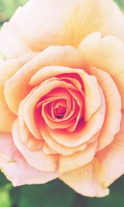 Preview wallpaper rose, flower, bud, petals