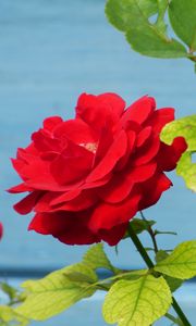 Preview wallpaper rose, flower, bud, petals