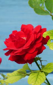 Preview wallpaper rose, flower, bud, petals
