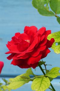 Preview wallpaper rose, flower, bud, petals