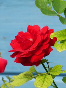 Preview wallpaper rose, flower, bud, petals