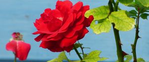 Preview wallpaper rose, flower, bud, petals