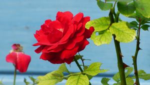 Preview wallpaper rose, flower, bud, petals